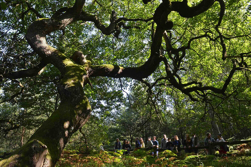 We see a group of children and parents in the heart of the Faux de Verzy surrounded by large trees and Faux, a variety of twisting beech with astonishing shapes.